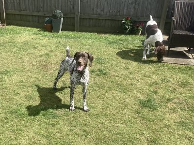 Pure Bred German Shorthaired Pointer Pups