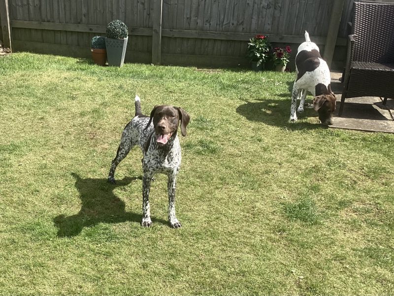 Pure Bred German Shorthaired Pointer Pups