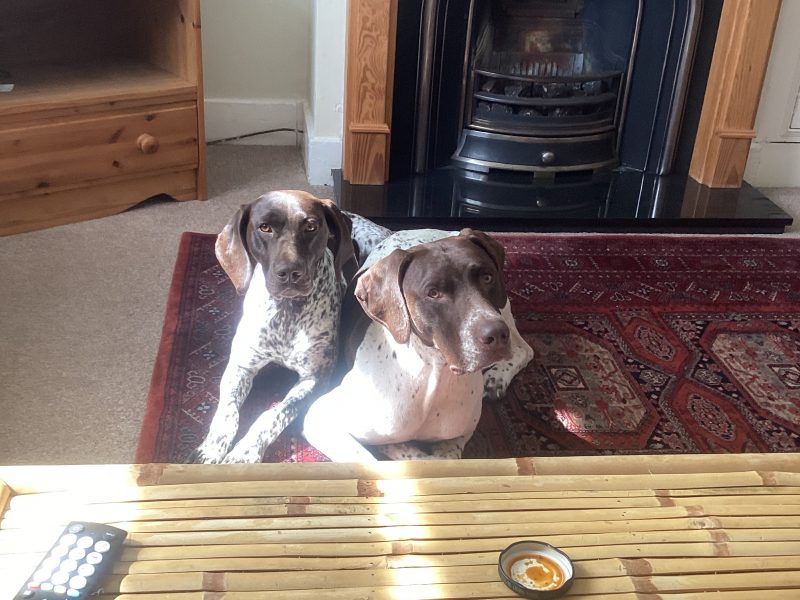Pure Bred German Shorthaired Pointer Pups