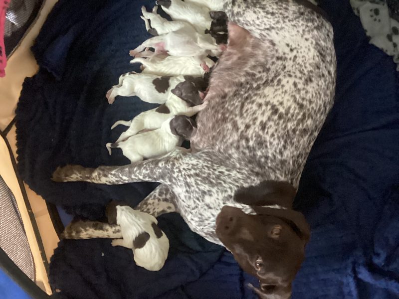 Pure Bred German Shorthaired Pointer Pups
