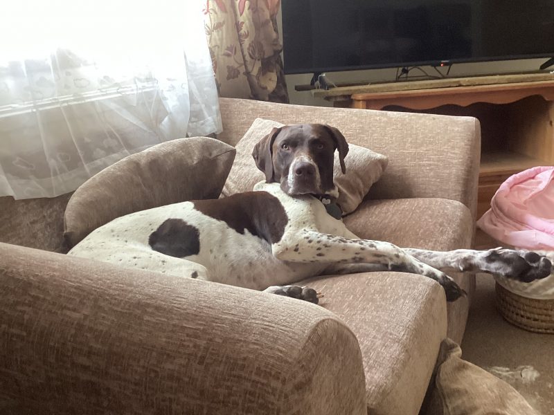 Pure Bred German Shorthaired Pointer Pups