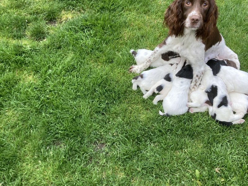 Springer spaniel pups
