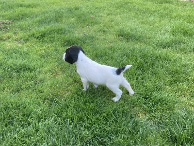 Springer spaniel pups