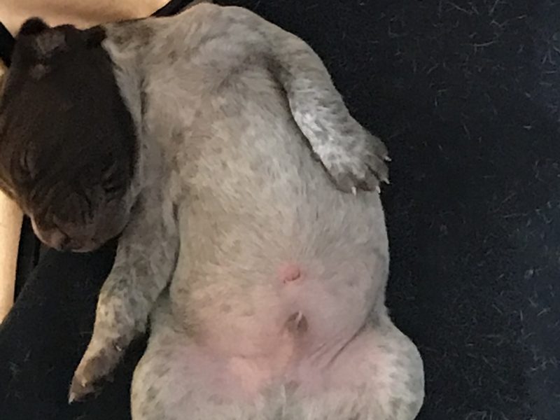 Pure Bred German Shorthaired Pointer Pups