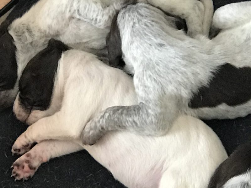 Pure Bred German Shorthaired Pointer Pups