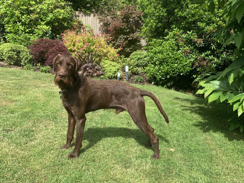 Weim x WH Vizsla