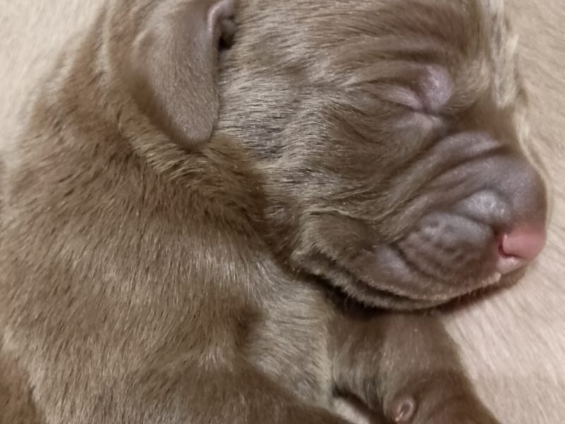Weim x WH Vizsla