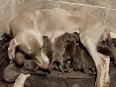 Weim x WH Vizsla