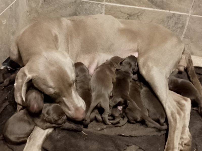 Weim x WH Vizsla