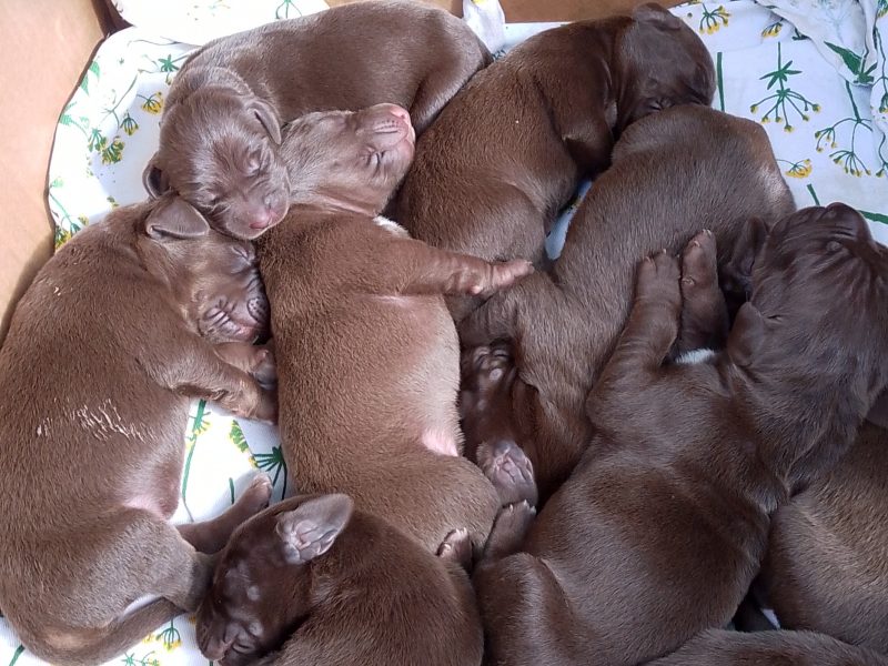 Weim x WH Vizsla