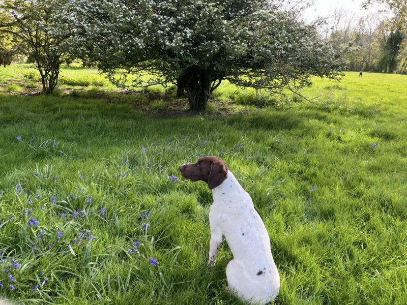 Cornbrash Gundogs