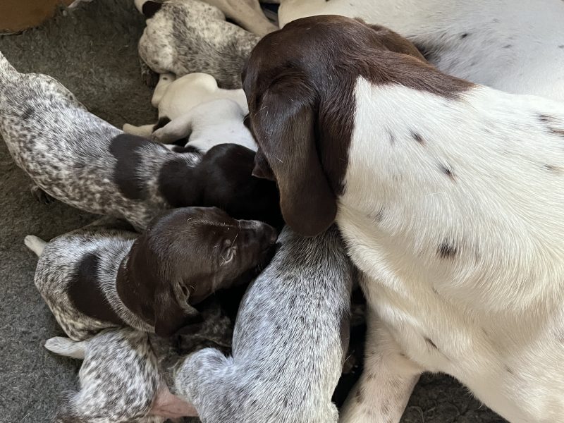 Cornbrash Gundogs