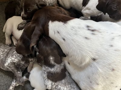 Cornbrash Gundogs