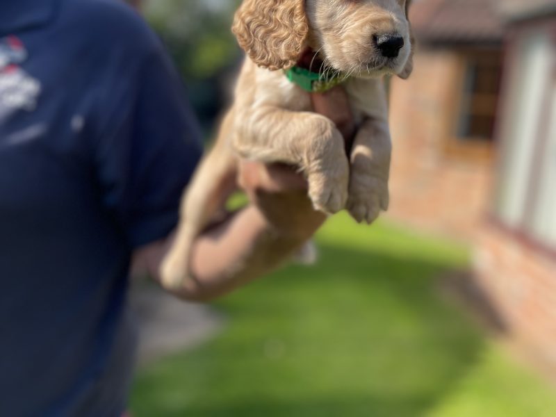 KC REGISTERED PEDIGREE GOLDEN/RED WORKING COCKER SPANIEL PUPPIES - READY TO GO NOW
