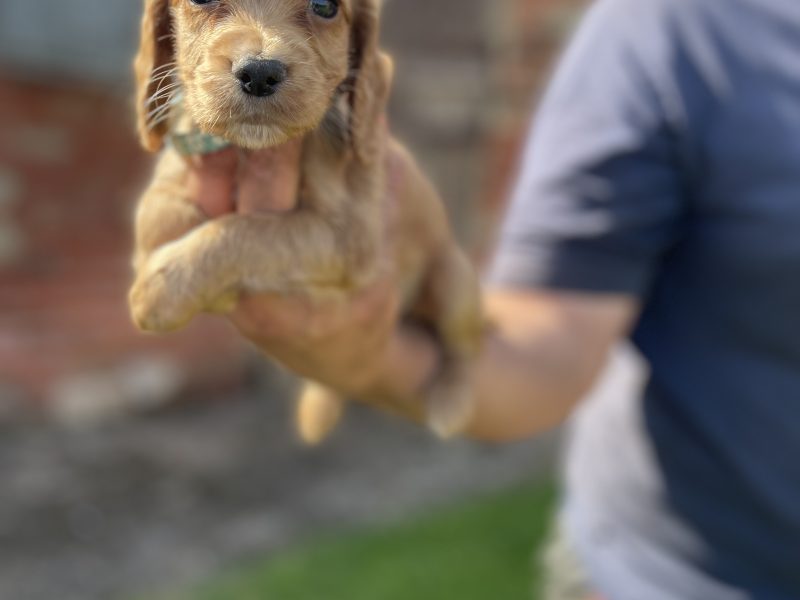 KC REGISTERED PEDIGREE GOLDEN/RED WORKING COCKER SPANIEL PUPPIES - READY TO GO NOW