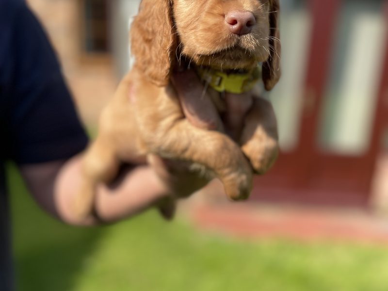 KC REGISTERED PEDIGREE GOLDEN/RED WORKING COCKER SPANIEL PUPPIES - READY TO GO NOW