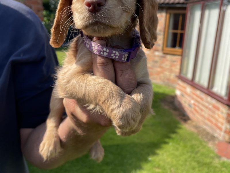 KC REGISTERED PEDIGREE GOLDEN/RED WORKING COCKER SPANIEL PUPPIES - READY TO GO NOW