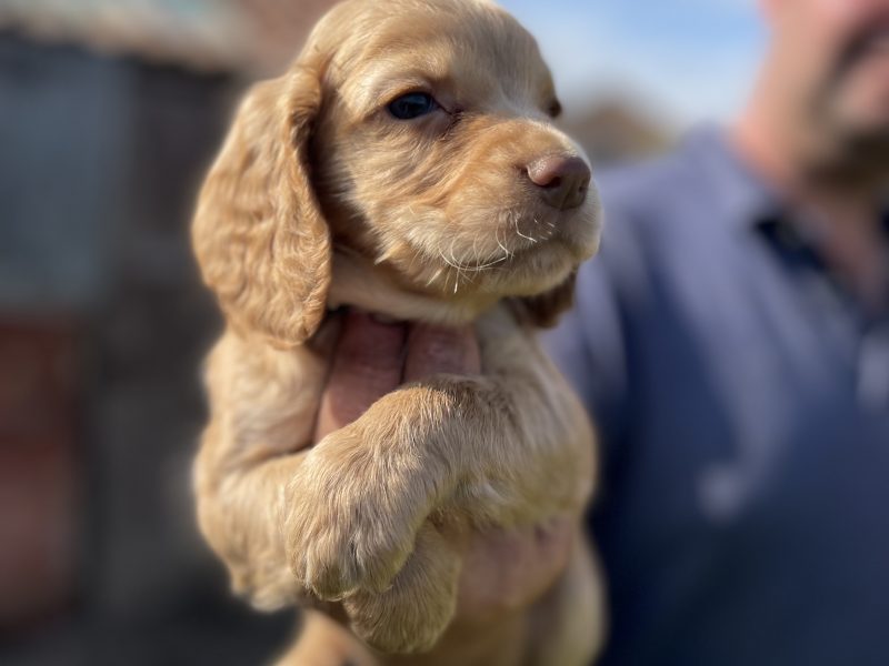 KC REGISTERED PEDIGREE GOLDEN/RED WORKING COCKER SPANIEL PUPPIES - READY TO GO NOW