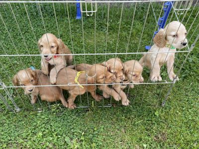 KC REGISTERED PEDIGREE GOLDEN/RED WORKING COCKER SPANIEL PUPPIES - READY TO GO NOW
