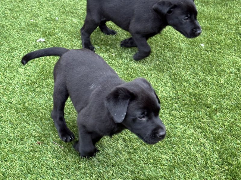 Labrador Retrievers