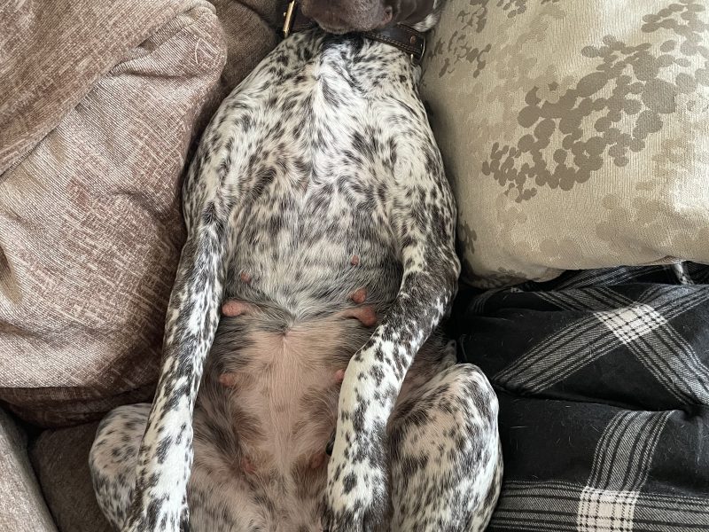 Pure Bred German Shorthaired Pointer Pups