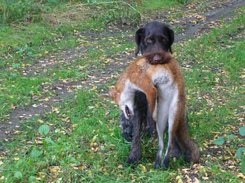German Wirehaired Pointer Puppies for sale
