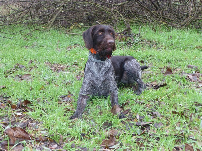 German Wirehaired Pointer Puppies for sale