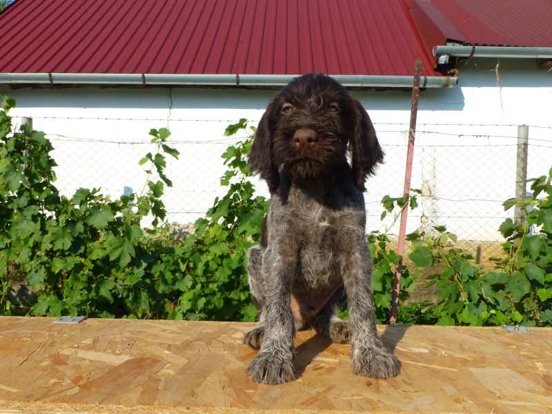German Wirehaired Pointer Puppies for sale