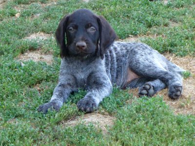 German Wirehaired Pointer Puppies for sale