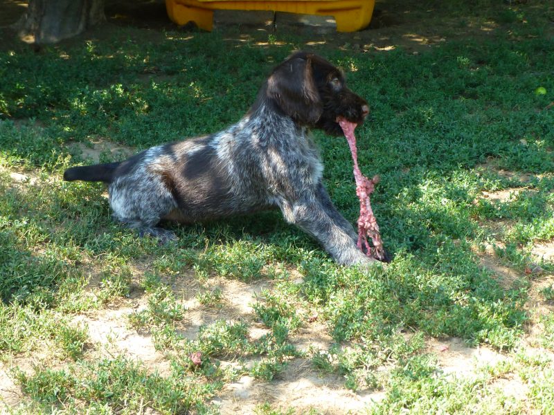 German Wirehaired Pointer Puppies for sale