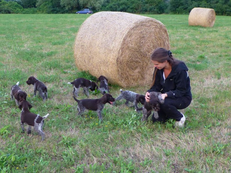 German Wirehaired Pointer Puppies for sale