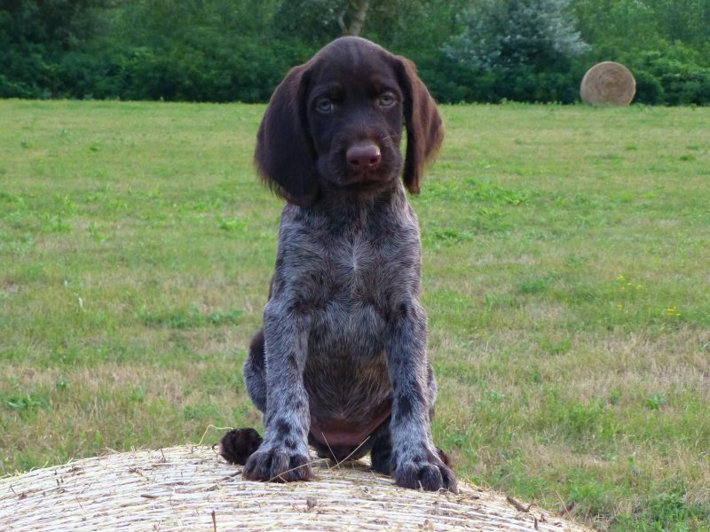 German Wirehaired Pointer Puppies for sale