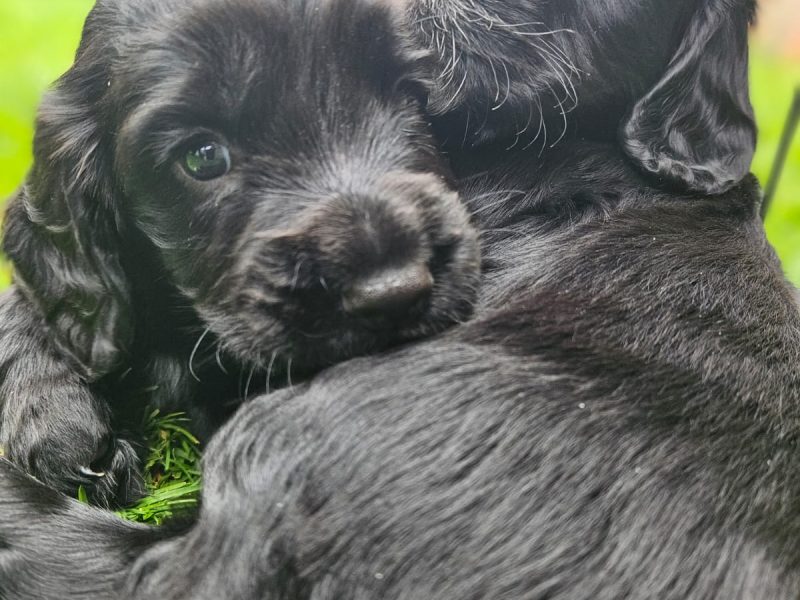 Working Sprocker Spaniels