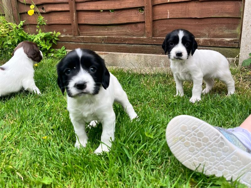 Springer spaniel pups