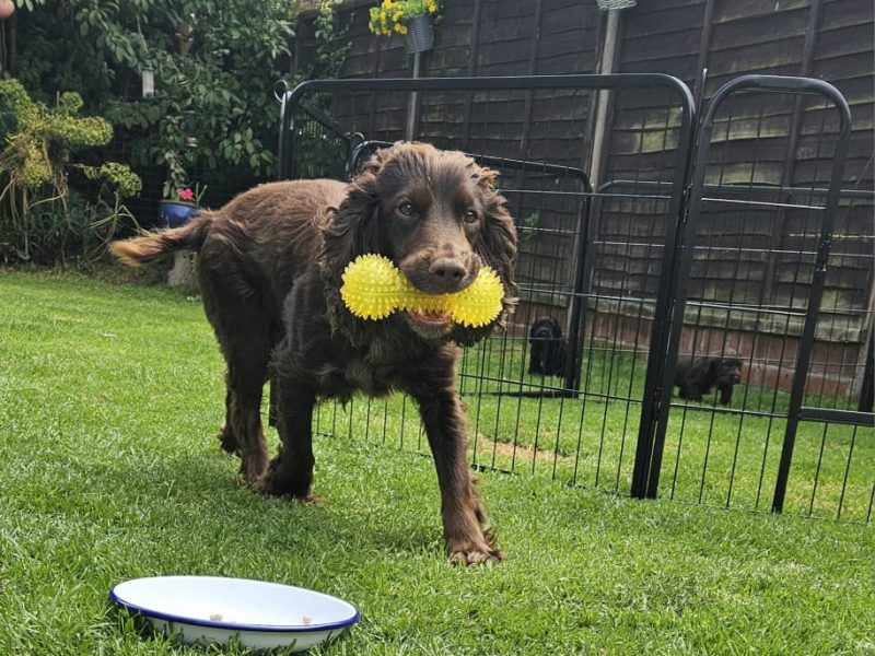 Working Sprocker Spaniels