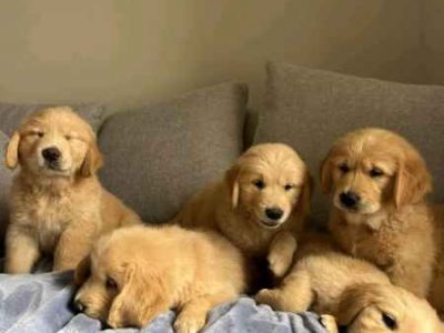 trained golden retriever puppies for sale