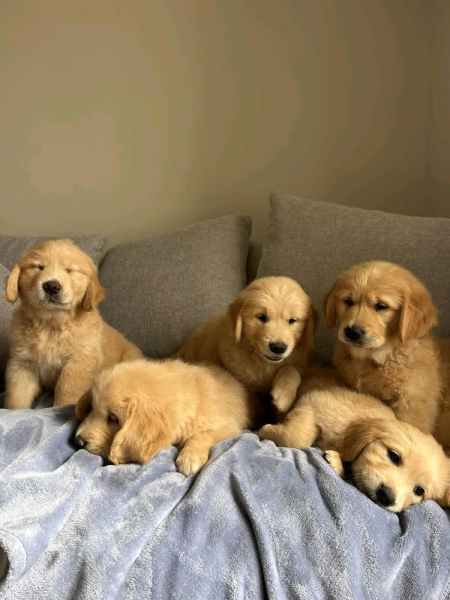trained golden retriever puppies for sale