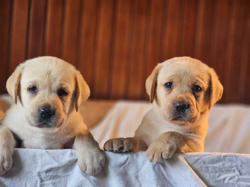 Available latrador retriever puppies for sale