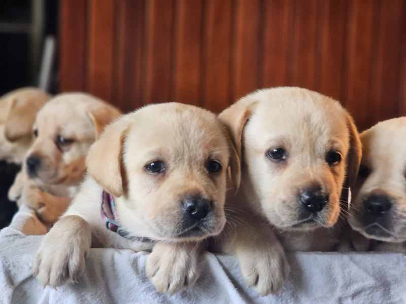 Available latrador retriever puppies for sale