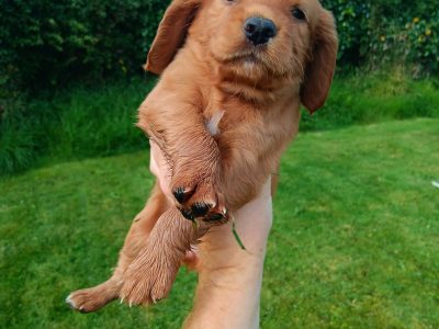 Cocker spaniel pups kc registered