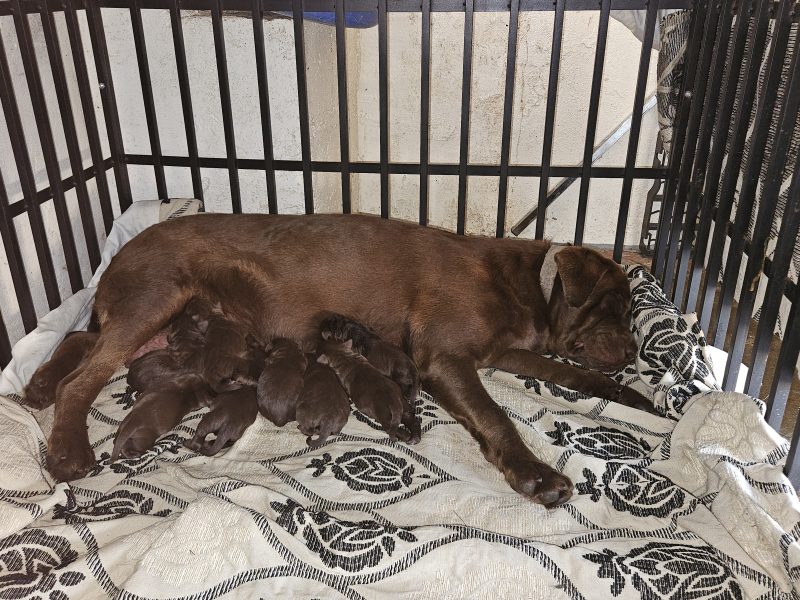 chunky chocolate labradors