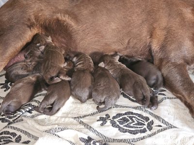 chunky chocolate labradors