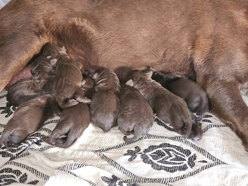 chunky chocolate labradors