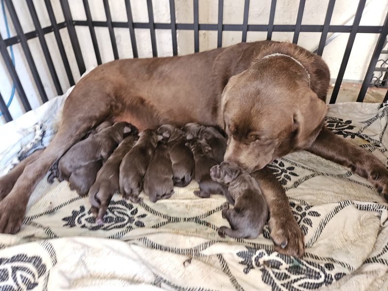 chunky chocolate labradors