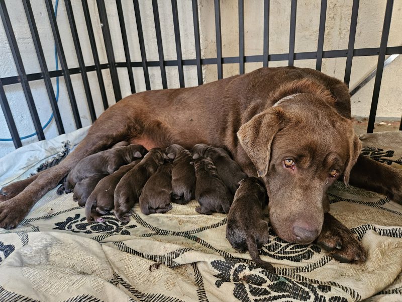 chunky chocolate labradors