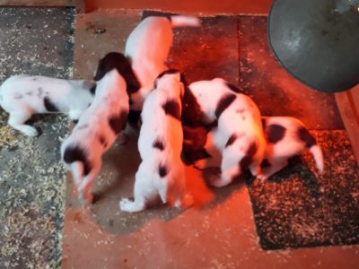 Quality pups available.