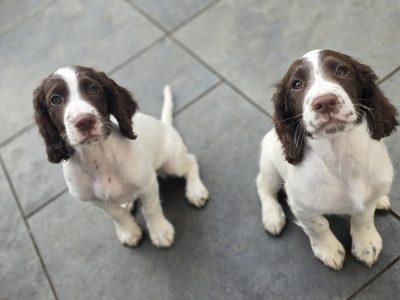 Sprocker spaniels