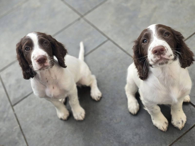 Sprocker spaniels