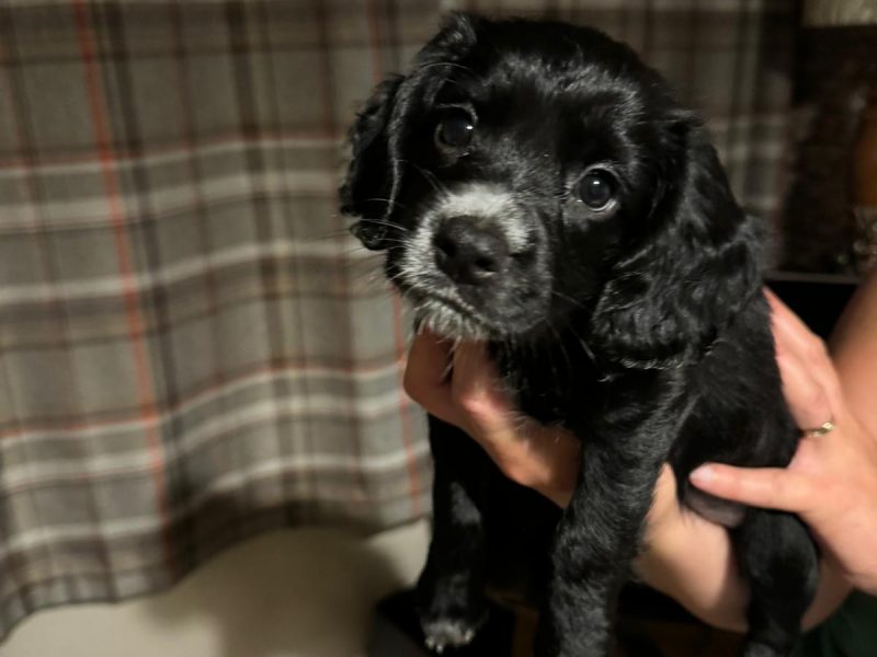 KC Working Cocker Spaniel