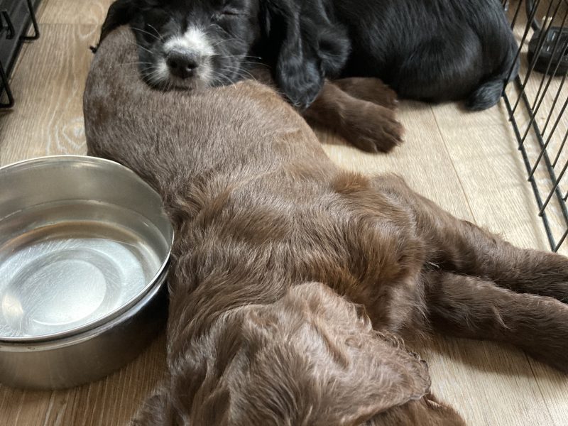 KC Working Cocker Spaniel